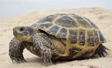 Russian Tortoise Facts - Must Read Guide For Prospective Owners - The ...