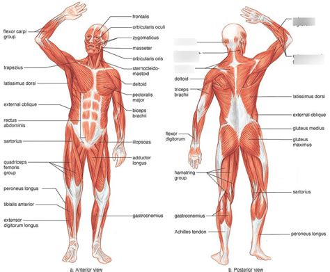 Muscular System Posterior View 1 Diagram Quizlet