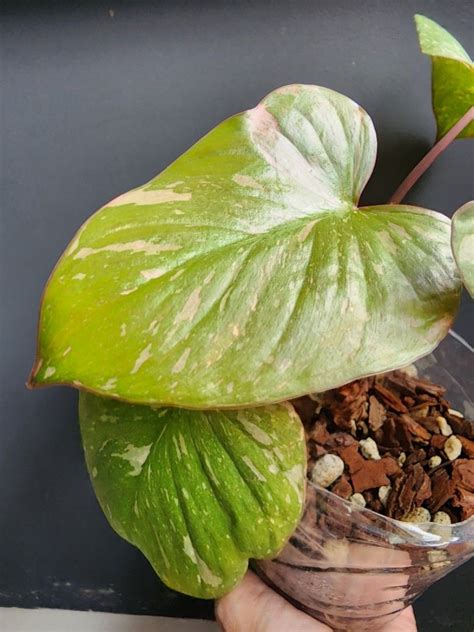 Homalomena Rubescens Stardust Variegata Variegated Jungle Indoor