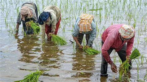 Kharif Sowing Falls 25 Paddy Deficit Narrows To 8 The Hindu