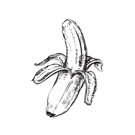 Banane Lokalisierte Hand Gezeichnete Vektor Illustration Vektor