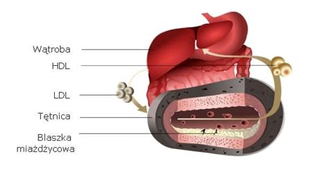 Cholesterol Hdl I Ldl Normy Jak Go Obni Y Onlinezdrowie Pl