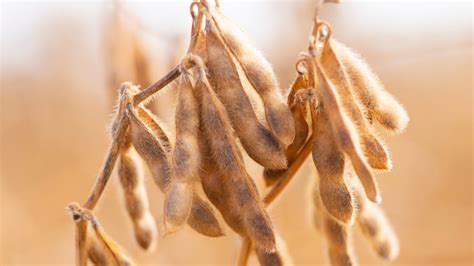 Soybean Harvest Two Weeks Ahead Of Schedule Mid West Farm Report