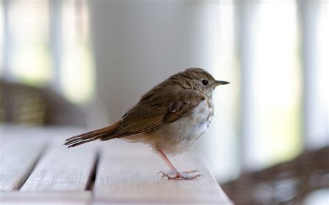 Hình nền Goldcrest chim Mỏ ngồi Lông vũ 1680x1050 wallhaven