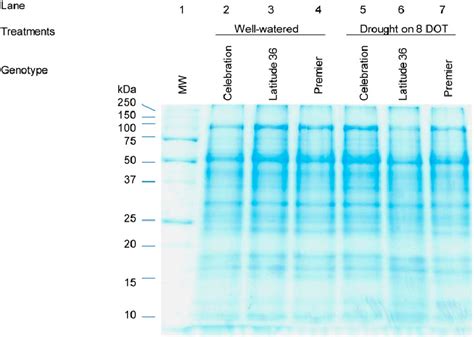 Dodecyl Sulfate Polyacrylamide Gel Electrophoresis SDS PAGE Profiles