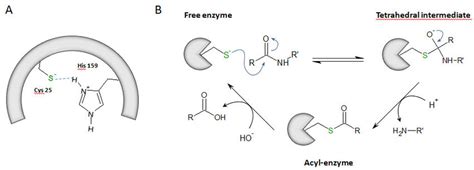 The Hydrolysis Mechanism Via Cysteine Cathepsins A Catalytic Dyad