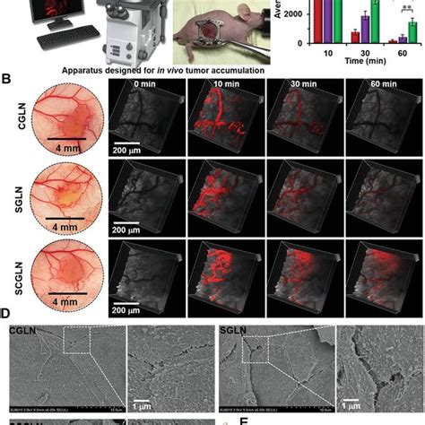 In Vivo Realtime Imaging Of Ultrasonic Cavitationassisted Tumor