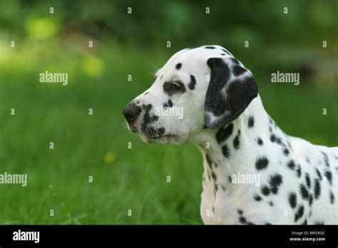 Dalmatiner Welpe Dalmatian Puppy Portrait Stock Photo Alamy