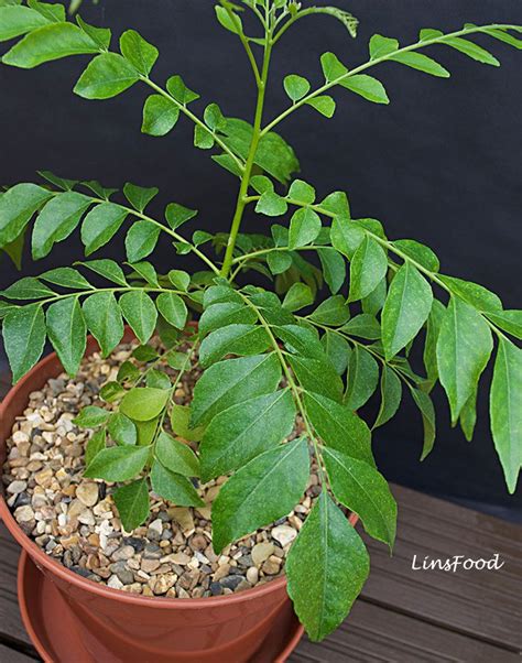 What Are Curry Leaves And How To Use Them