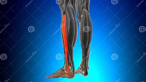 Fibularis Longus Muscle Anatomy For Medical Concept 3d Stock Illustration Illustration Of