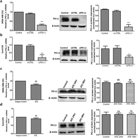 Downregulation Of Pd L1 Expression In Human Bc Cell Lines Mda Mb 231 Download Scientific