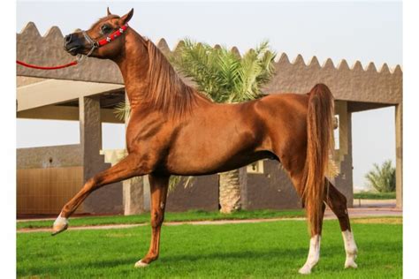 8 Ancient Horse Breeds With Historic Influence - Horse Rookie