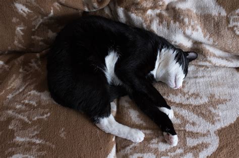 Black And White Cat Sleeping On Couch Stock Photo - Download Image Now ...