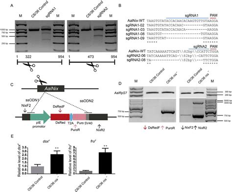 Drosophila Crispr Vector Pac Sgrna Cas9 Addgene Inc Bioz