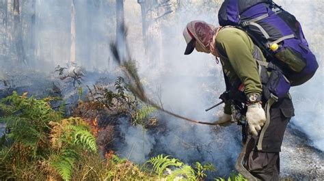 Hutan Gunung Arjuno Terbakar Bpbd Jatim Kaji Opsi Pemadaman Dari Udara