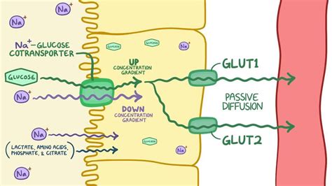 Video: Proximal convoluted tubule