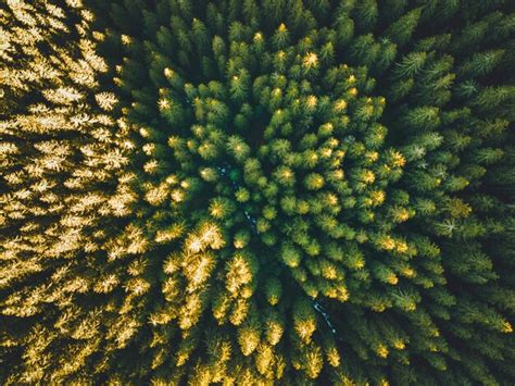 Premium Photo Aerial Top View Of Summer Green Trees In Forest In