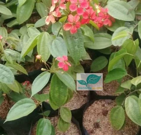 Jual Bibit Tanaman Bunga Bauhinia Coccinea Pohon Bunga Hias Bauhinia