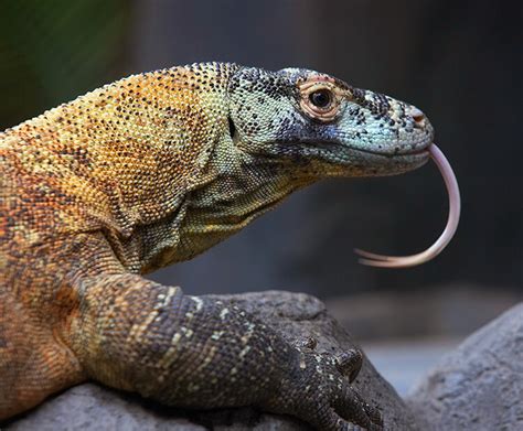 Komodo Dragon San Diego Zoo Kids