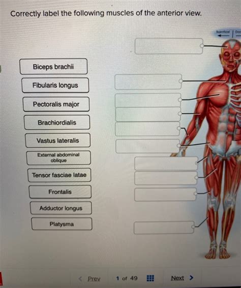 Correctly Label The Following Muscles Of The Anterior View 25 Pages Explanation Doc 6mb