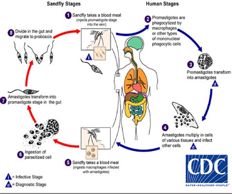 The life cycle of Leishmaniasis. Centers for Disease Control and ...