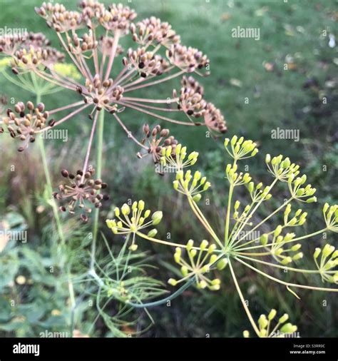 Hinojo Seco Fotograf As E Im Genes De Alta Resoluci N Alamy