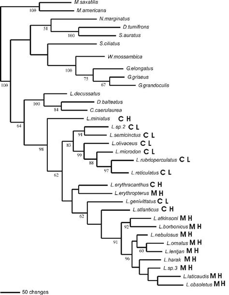 Phylogenetic Tree From The Maximum Likelihood Analysis Numbers Below Download Scientific