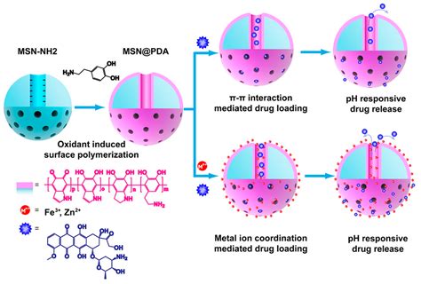 Applied Sciences Free Full Text Therapeutic Potential Of Polymer