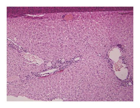 Major Organ Morphology And Histopathology In The Control Group The