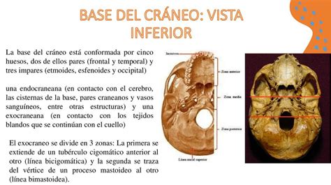 Base Del Cr Neo Vista Inferior Mabel Pariona Chu Occa Udocz