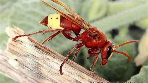 Allarme Calabrone Asiatico In Italia L Insetto Sterminatore