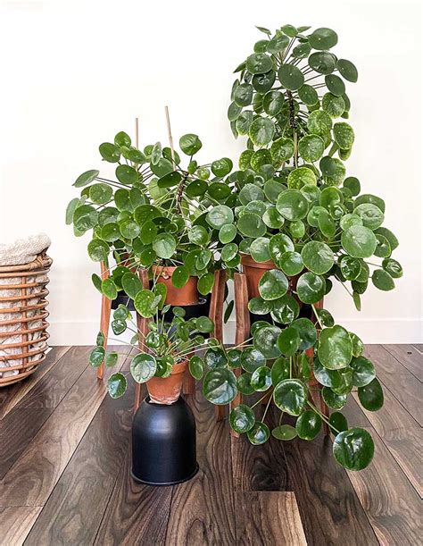 Chinese Money Plant Everything You Need To Know About The Pilea