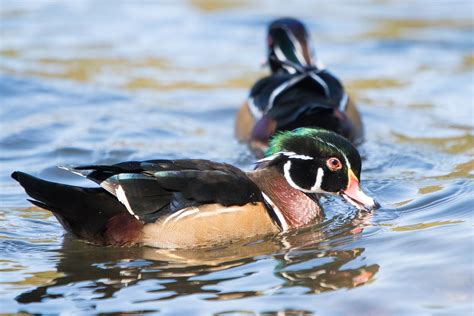 Wood Duck Mates Determine Migration Routes | Outdoor Alabama