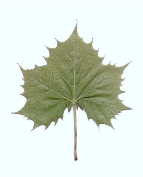 Leaf Of Sycamore Photograph By Mary Ann Southern