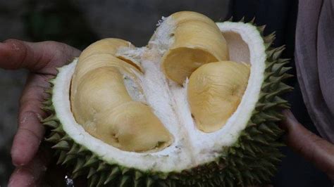 Manfaat Durian Untuk Kesehatan Yang Jarang Diketahui Bisa Menurunkan