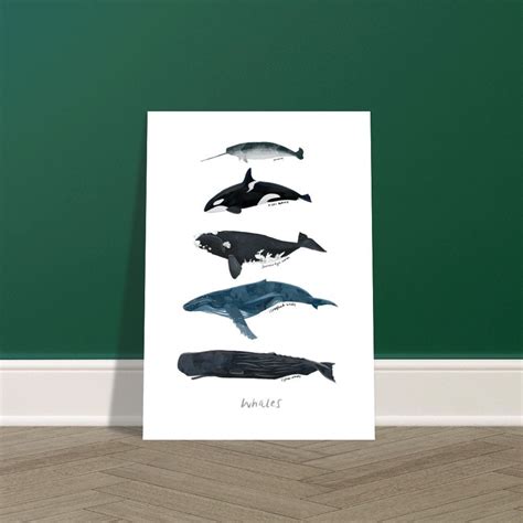 Whale Print, Whale Identification Chart, Ocean Poster, Nursery Poster ...