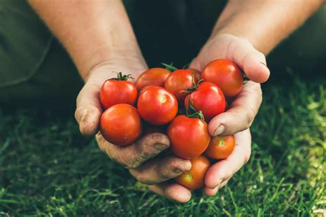 A Beginner S Guide To Growing Tomatoes Tips For Successful Tomato