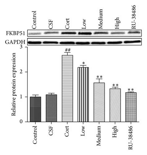 The Effects Of Xys On The Protein Levels Of Caveolin A Gr B