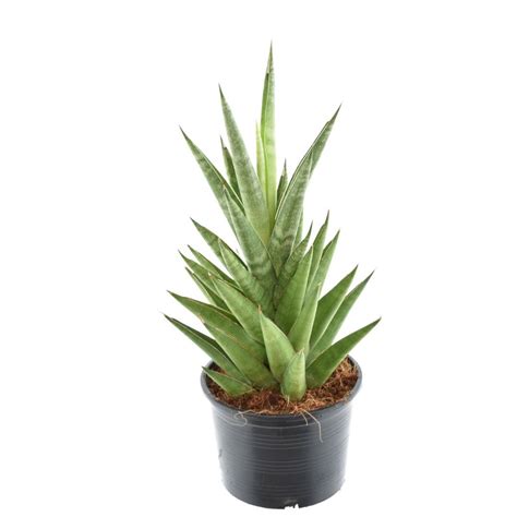 Sansevieria Cylindrica Starshooter Plant Wholesale FlorAccess