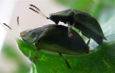 How Beetles Have Sex With Such A Long Penis Science 20