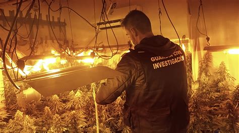 Desmantelan Nueve Centros De Cultivo De Marihuana En Chauchina Y