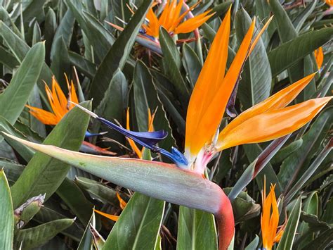 Popular Orange Flower Varieties