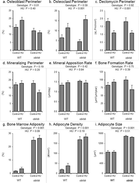 Effects Of Genotype And Hindlimb Unloading HU On Cancellous Bone