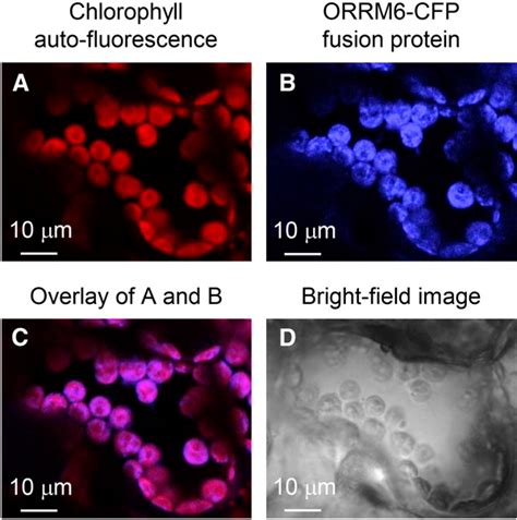 Figure 2 From An Organelle RNA Recognition Motif Protein Is Required