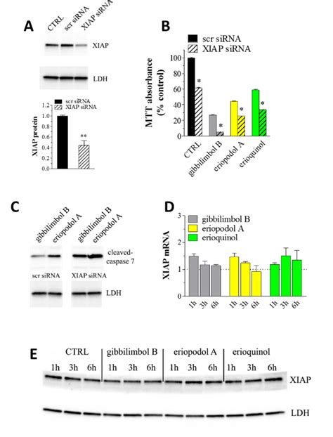 X Linked Inhibitor Of Apoptosis Protein Xiap As A Molecular Target Of Download Scientific