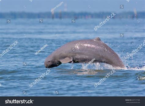 248 Irrawaddy Dolphin Images Stock Photos And Vectors Shutterstock