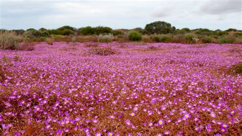 Fondos de Pantalla Campo de Flores Moradas Durante el Día Full HD HDTV