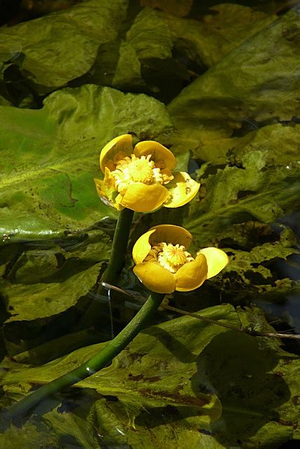 Nuphar Lutea Yellow Blossom - Free photo on Pixabay - Pixabay