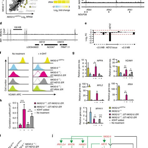 Nkx2 5 Regulates Cardiomyocyte Differentiation A Schematic