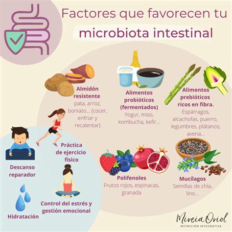 Factores Que Favorecen Tu Microbiota Intestinal Mireia Oriol